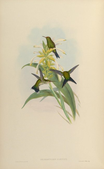 Chlorostilbon canivetii von John Gould